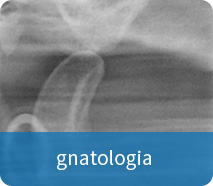 gnatologia